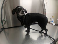 OLIVE - Photo 1