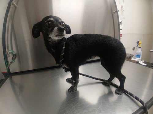 OLIVE - Chihuahua available for adoption