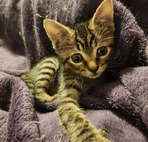 BOP IT - Domestic Short Hair available for adoption