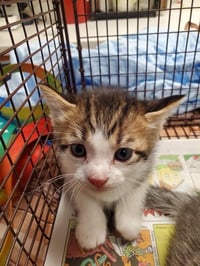 A2480587 - Photo 1