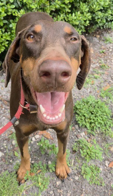 DOLLY - Doberman Pinscher available for adoption