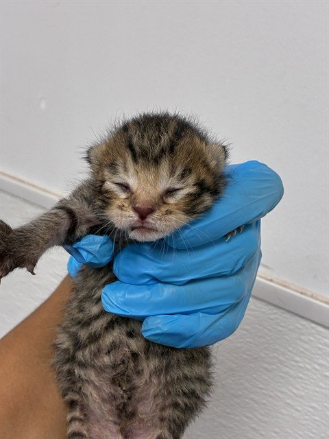 A2480232 - Domestic Short Hair available for adoption