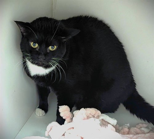 RILEY - Domestic Short Hair available for adoption