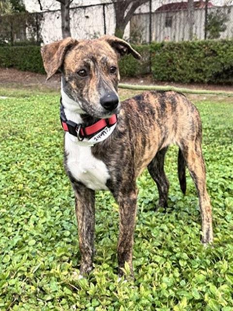 OLIVE - American Staffordshire Terrier available for adoption