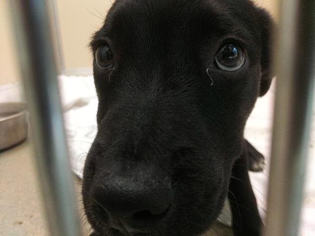 PERCIVAL - American Staffordshire Terrier available for adoption