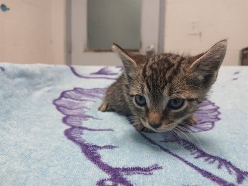 A2477451 - Domestic Short Hair available for adoption