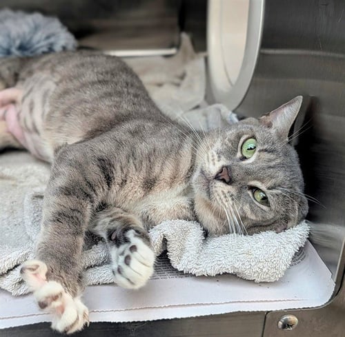 ASHA - Domestic Short Hair available for adoption