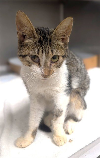 TULIP - Domestic Short Hair available for adoption