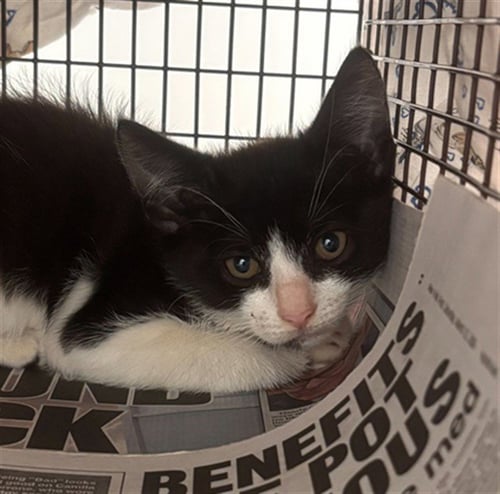 A2476438 - Domestic Short Hair available for adoption