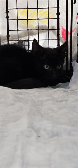 SHIITAKE - Domestic Short Hair available for adoption