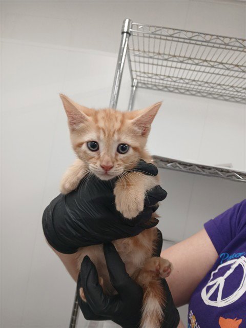NEO - Domestic Short Hair available for adoption
