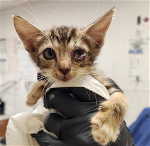 A2478330 - Domestic Short Hair available for adoption