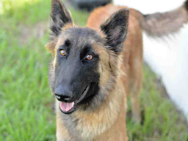 NALA - Belgian Shepherd Malinois available for adoption