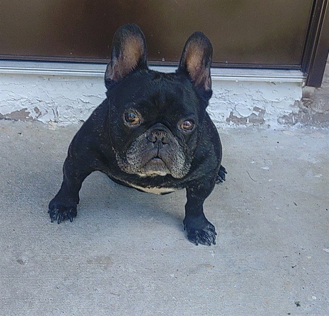 BRUTUS Image