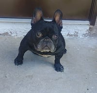 BRUTUS - Photo 1