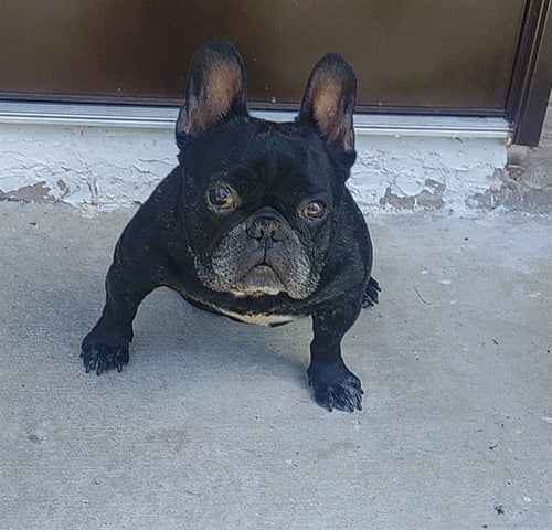 BRUTUS - French Bulldog available for adoption