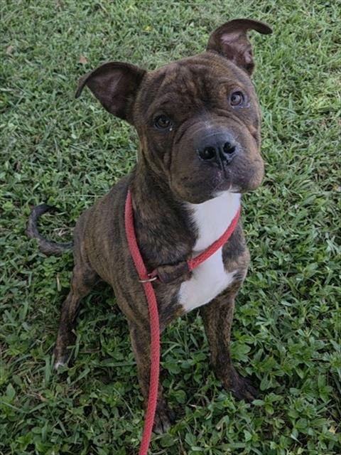 PICASSO - American Staffordshire Terrier / Chinese Shar-Pei available for adoption