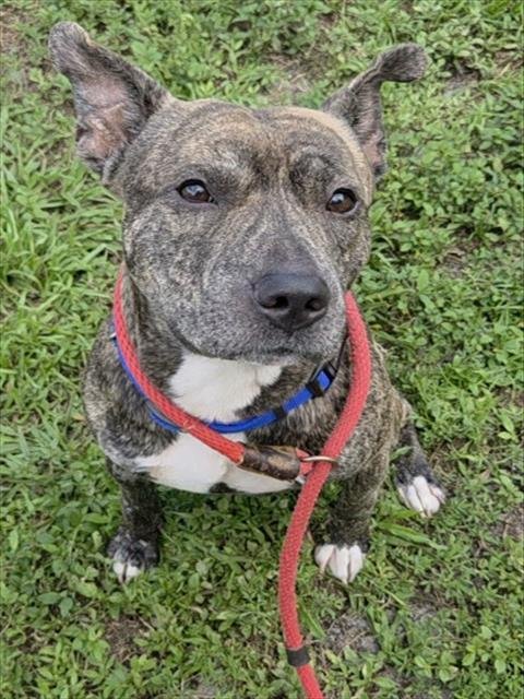 CALZONE - American Staffordshire Terrier available for adoption