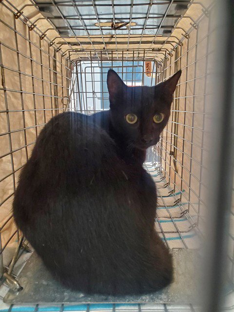 A2481243 - Domestic Short Hair available for adoption