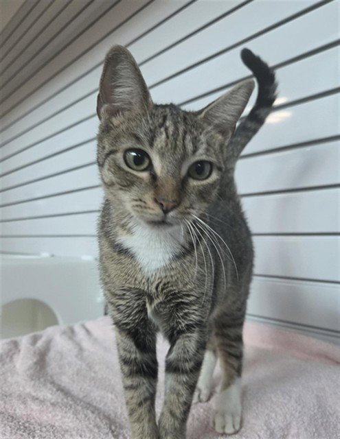 GINGER SNAP - Domestic Short Hair available for adoption