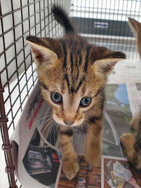 A2478556 - Domestic Short Hair available for adoption