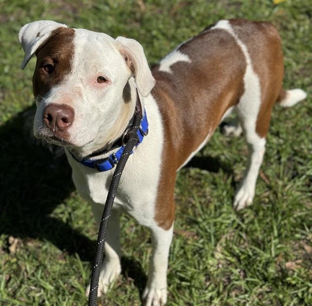 KRINGLE - American Staffordshire Terrier available for adoption