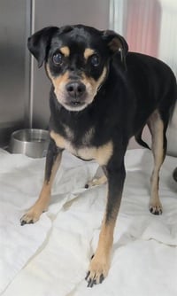 HUGO - Photo 1