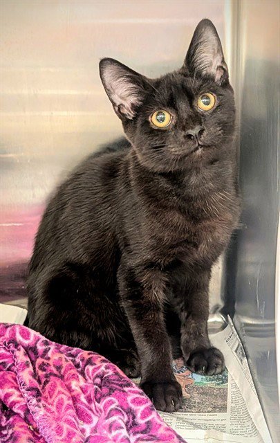 GUS - Domestic Short Hair available for adoption