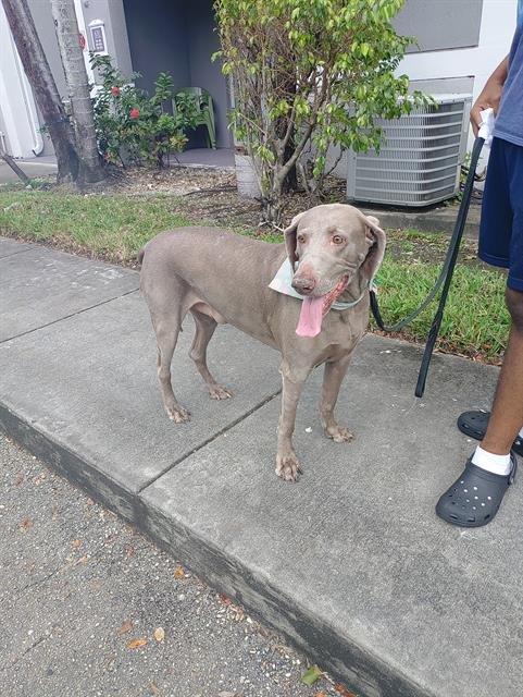 POPPY - Weimaraner available for adoption