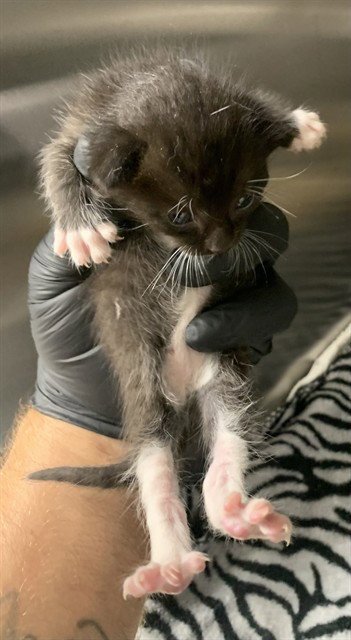 A2480288 - Domestic Short Hair available for adoption