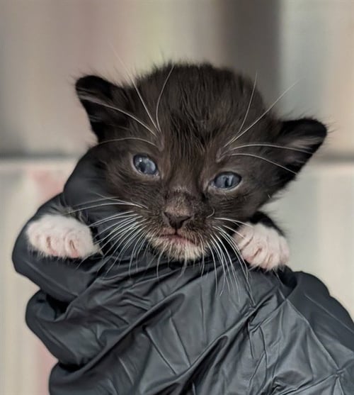 A2480288 - Domestic Short Hair available for adoption