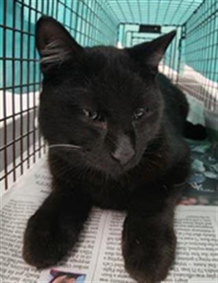 MARTY - Domestic Short Hair available for adoption