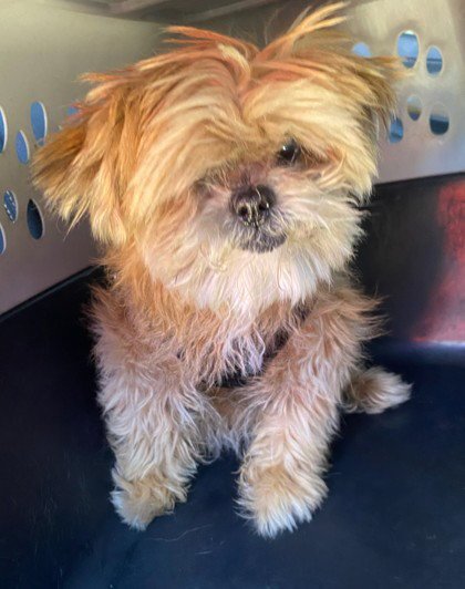 TIMMY - Maltese available for adoption
