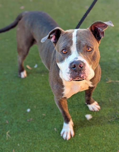 GARY - American Staffordshire Terrier available for adoption