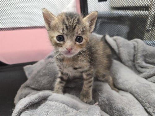A2475465 - Domestic Short Hair available for adoption