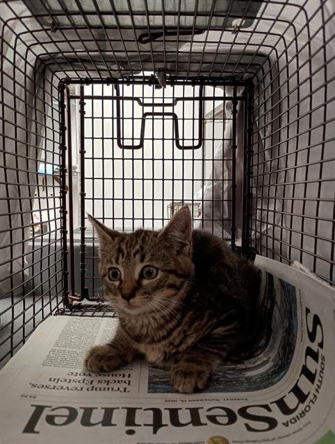 MADONNA - Domestic Short Hair available for adoption