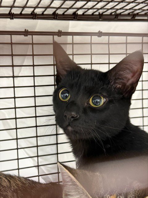 ANN - Domestic Short Hair available for adoption