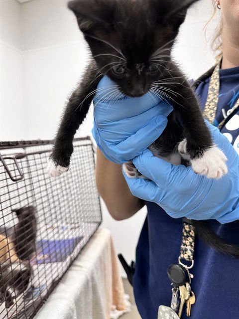 JAKE - Domestic Short Hair available for adoption