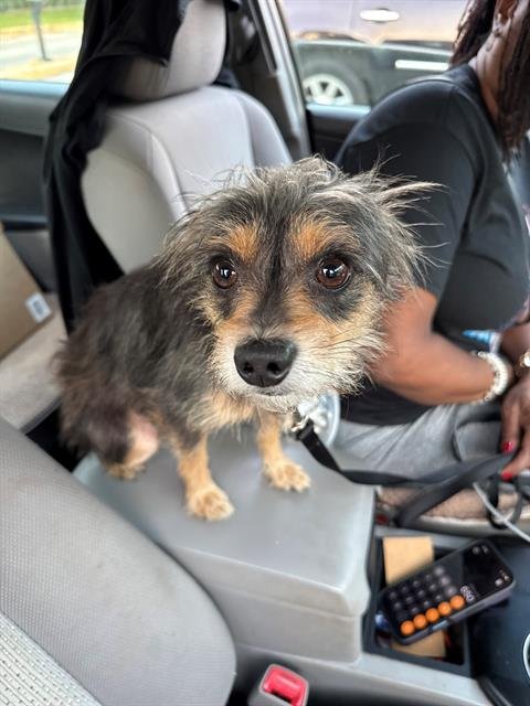 OLLIE - Cairn Terrier available for adoption