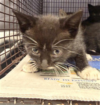 A2480199 - Domestic Short Hair available for adoption