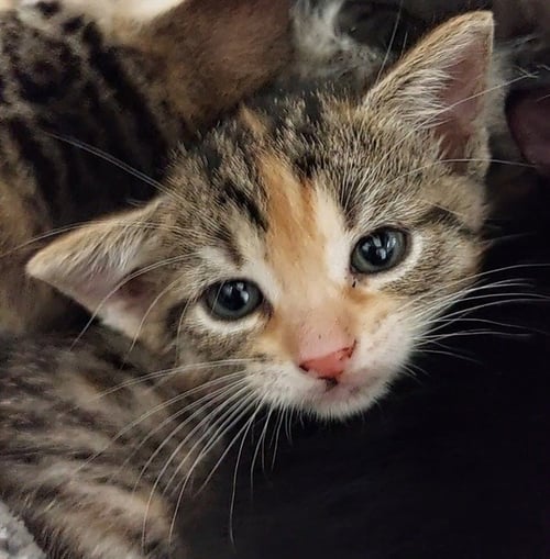 ALANI - Domestic Short Hair available for adoption