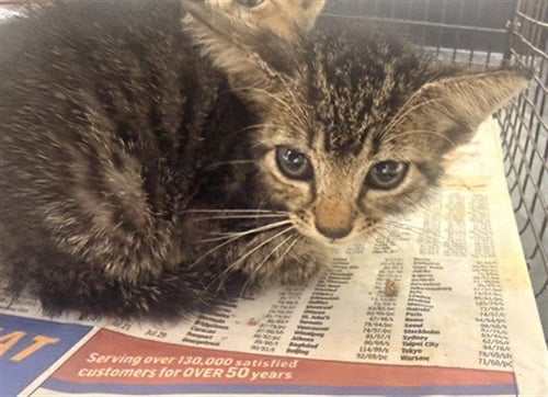 JAMES - Domestic Short Hair available for adoption