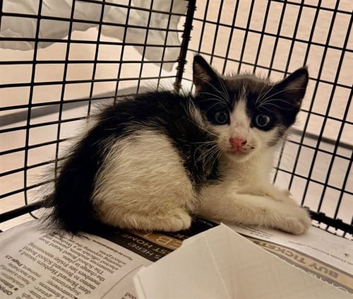 A2479657 - Domestic Short Hair available for adoption