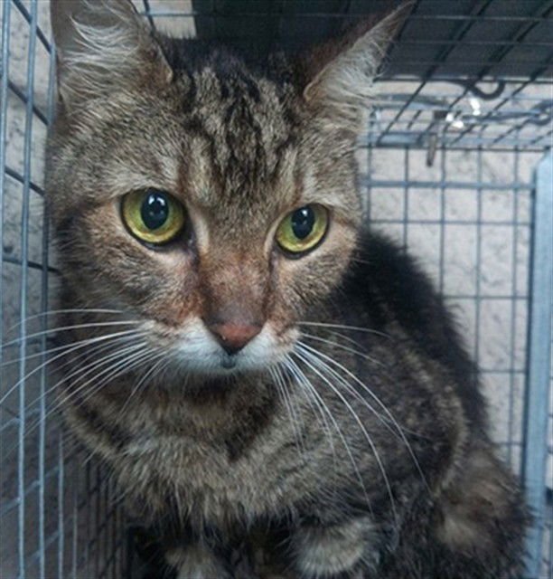 FOREST - Domestic Short Hair available for adoption