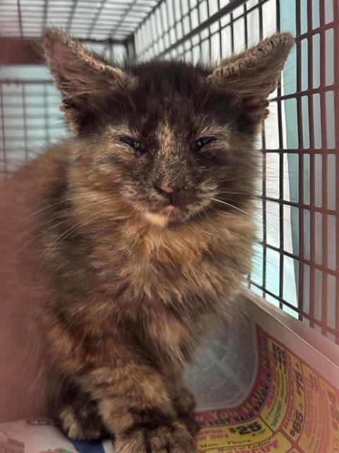 A2458728 - Domestic Short Hair available for adoption