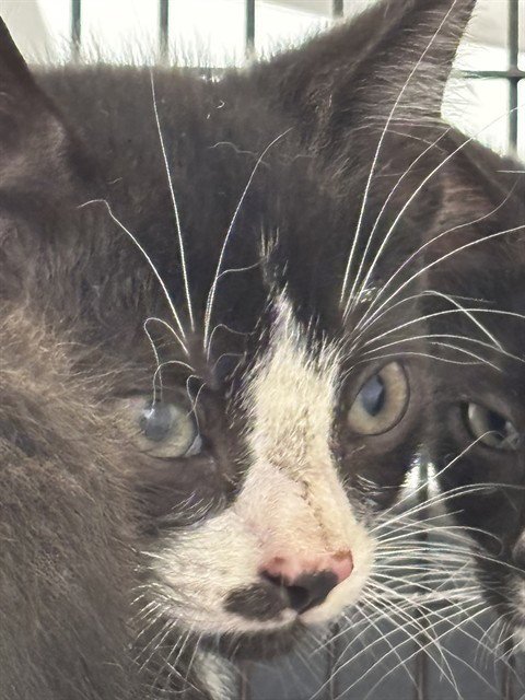 PINEAPPLE - Domestic Short Hair available for adoption
