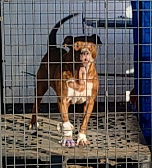 PETRA - American Staffordshire Terrier available for adoption