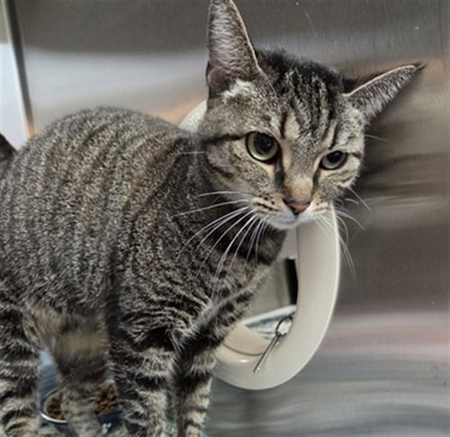 MISSY - Domestic Short Hair available for adoption