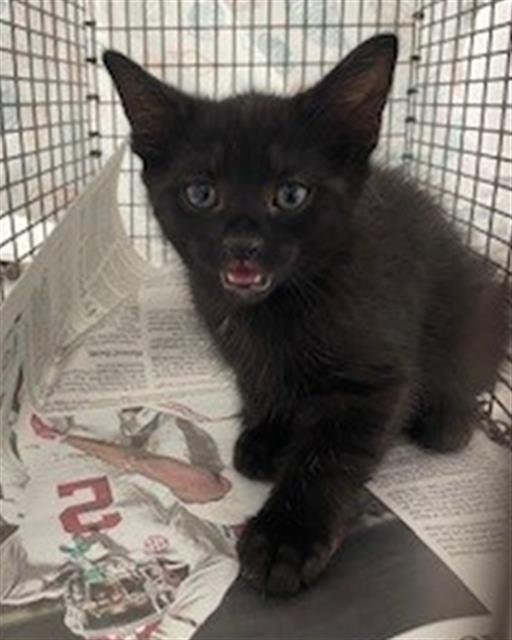 SASHIMI - Domestic Short Hair available for adoption