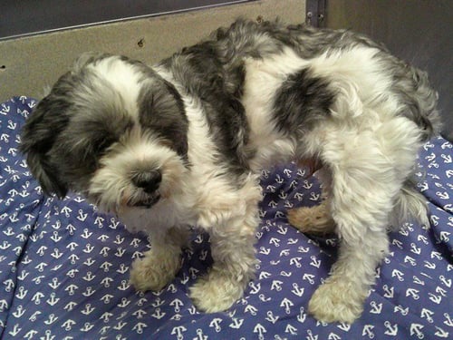 KHALED - Shih Tzu available for adoption